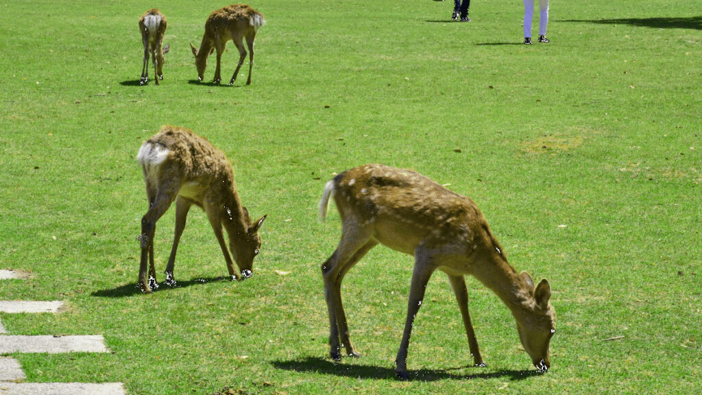 奈良公園の鹿